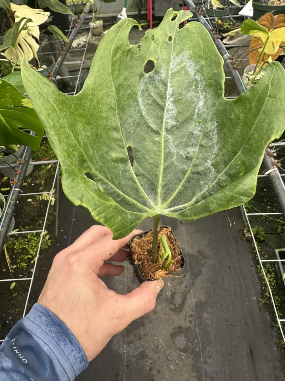 Batman prop thumbnail