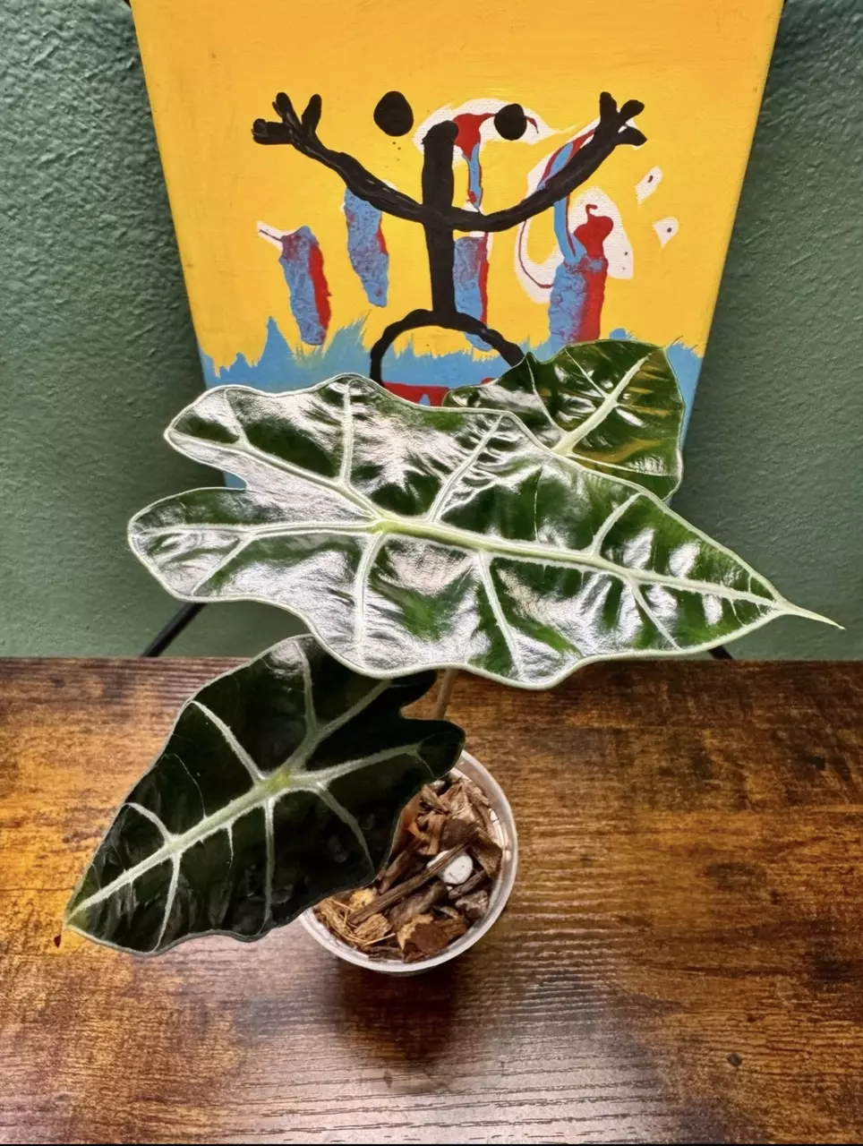 Alocasia Amazonica Purpley - 2 thumbnail