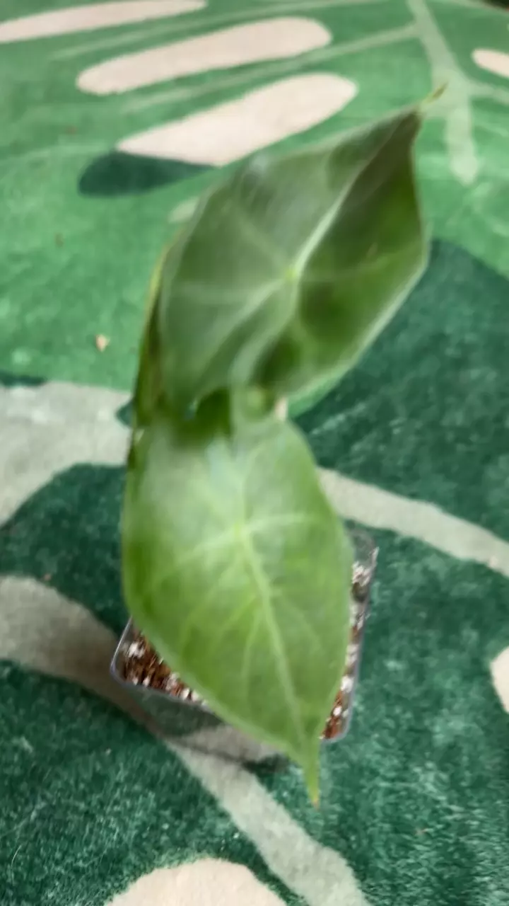 Alocasia Morocco thumbnail