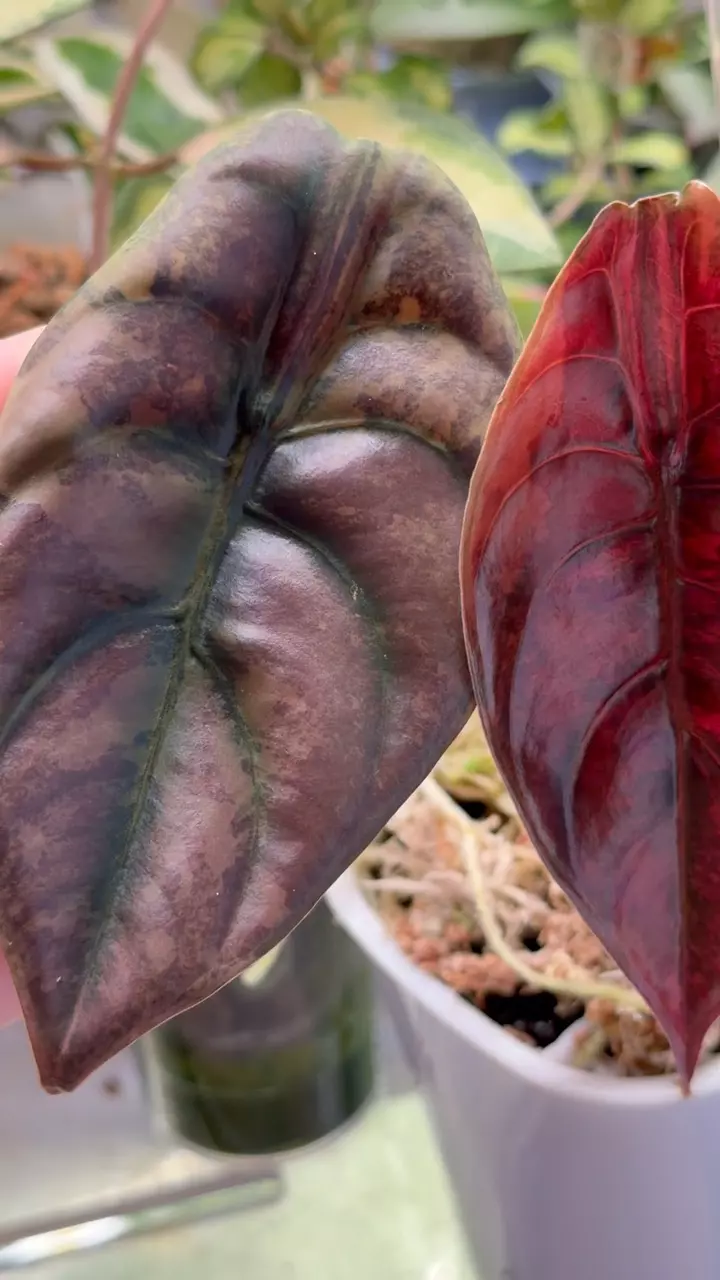 Teen size cuprea gold latte - never digged corms thumbnail