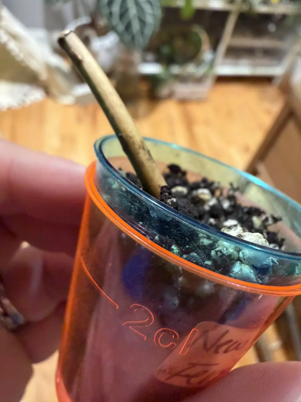 Ferrari Micans thumbnail