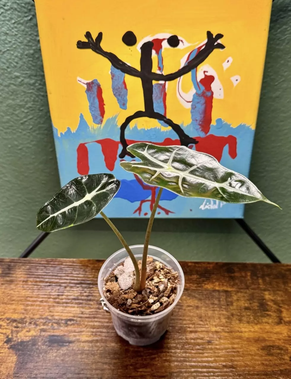 Alocasia Amazonica Purpley - 8 thumbnail