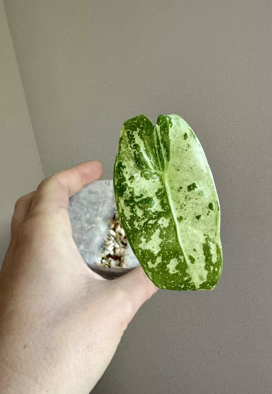 Alocasia Longiloba Thai con - Fresh Import thumbnail