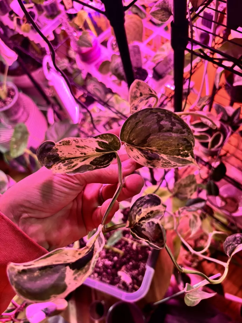 Scindapsus Mangurai vine thumbnail
