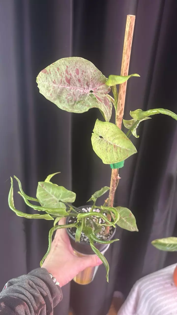 Pink Spot Syngonium thumbnail