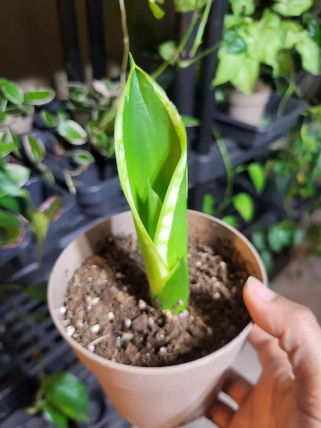 Snake plant  pup thumbnail