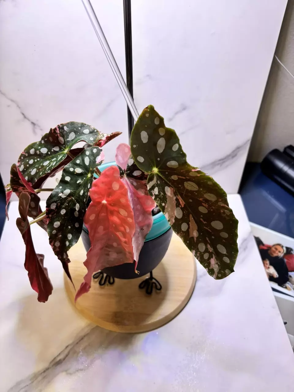 Begonia Maculata Pink thumbnail