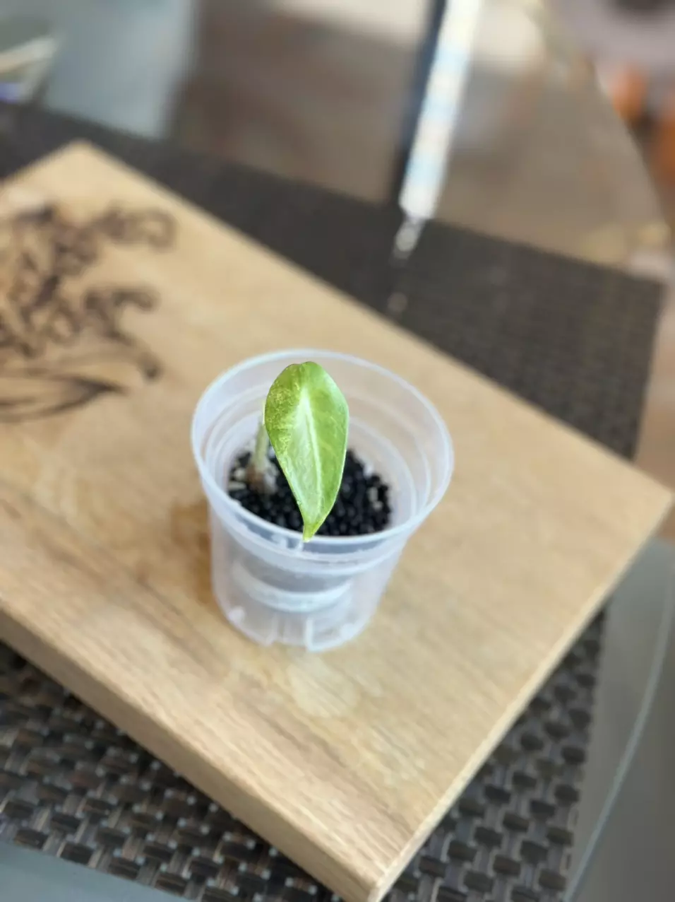 Alocasia Longiloba Albo pup-#4 thumbnail