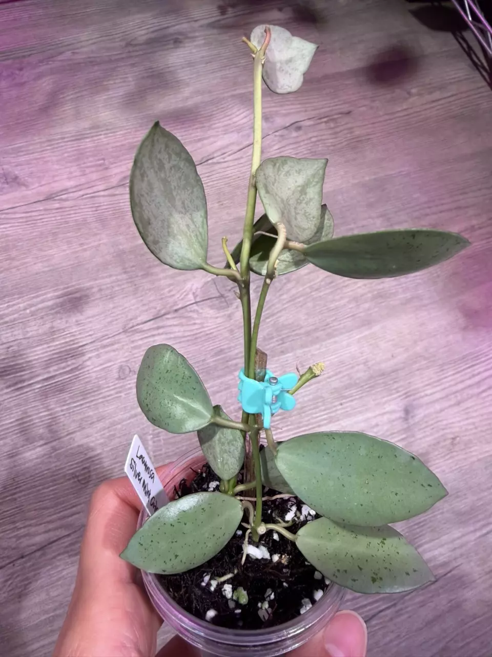 Hoya Lacunosa Silver Mint coin thumbnail