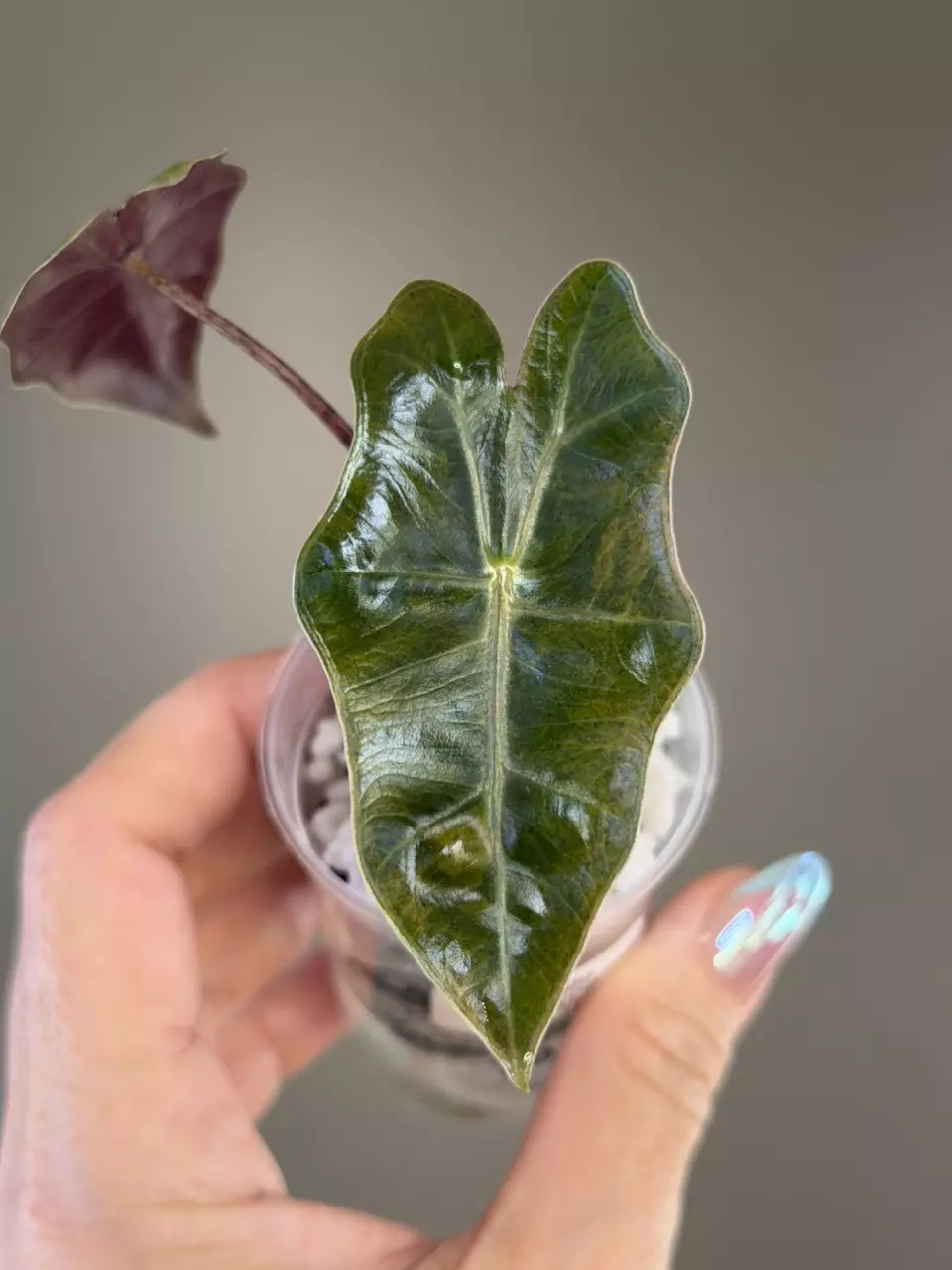 794 Alocasia Pseudo Aurea (Low Color) Corm grown thumbnail