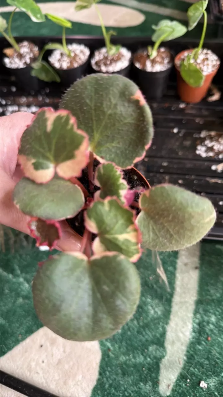 Strawberry var begonia thumbnail