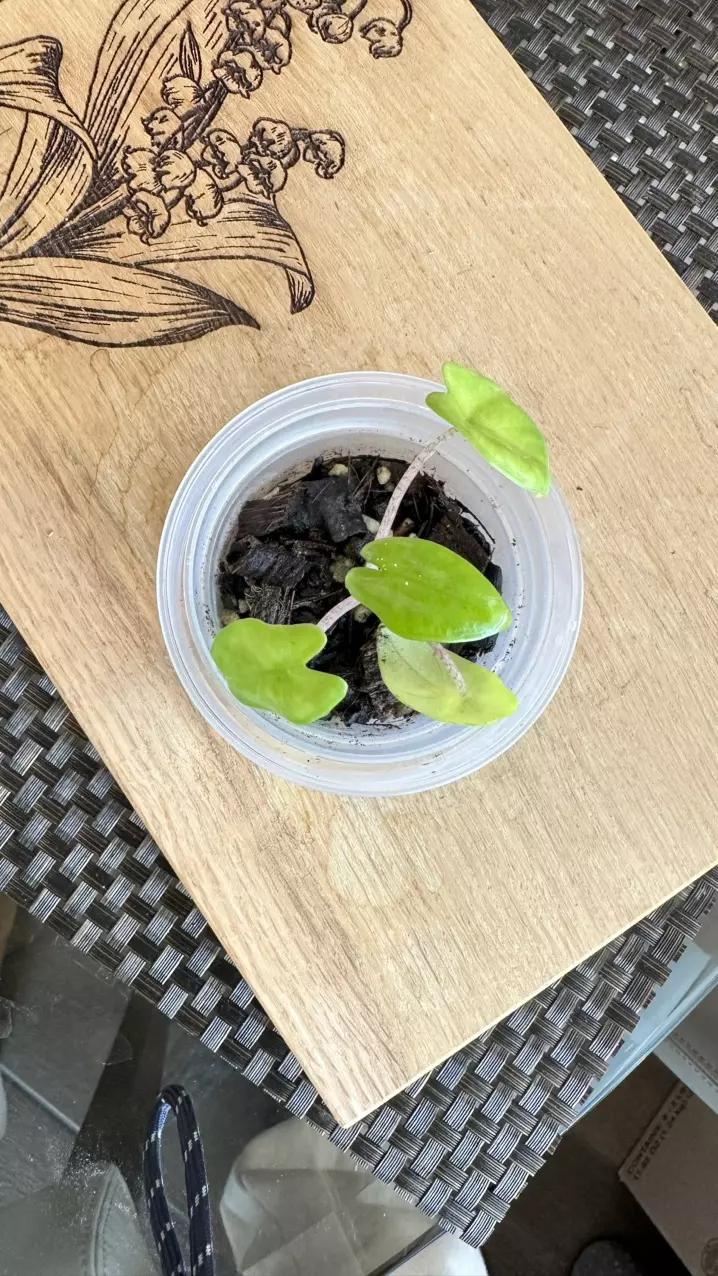 Alocasia Corazon Albo pup-#2 thumbnail