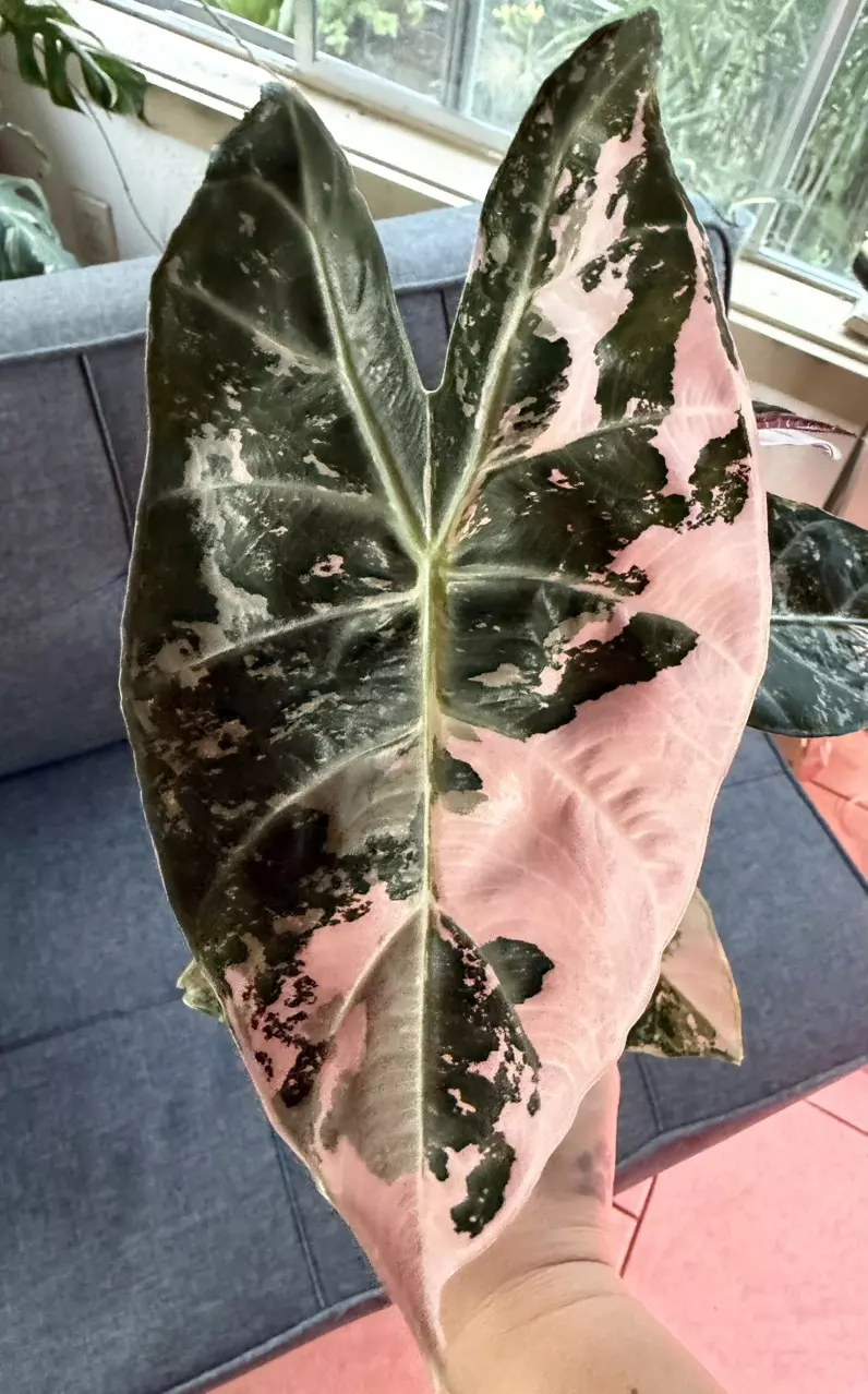 Alocasia Pink Dragon Albo thumbnail
