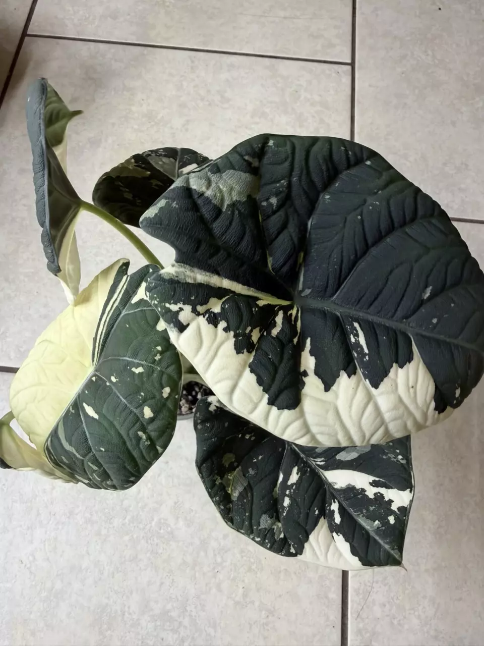 Alocasia Maharani Albo Mama thumbnail