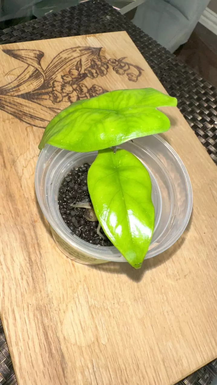 Alocasia Corazon Albo pup -#3 thumbnail