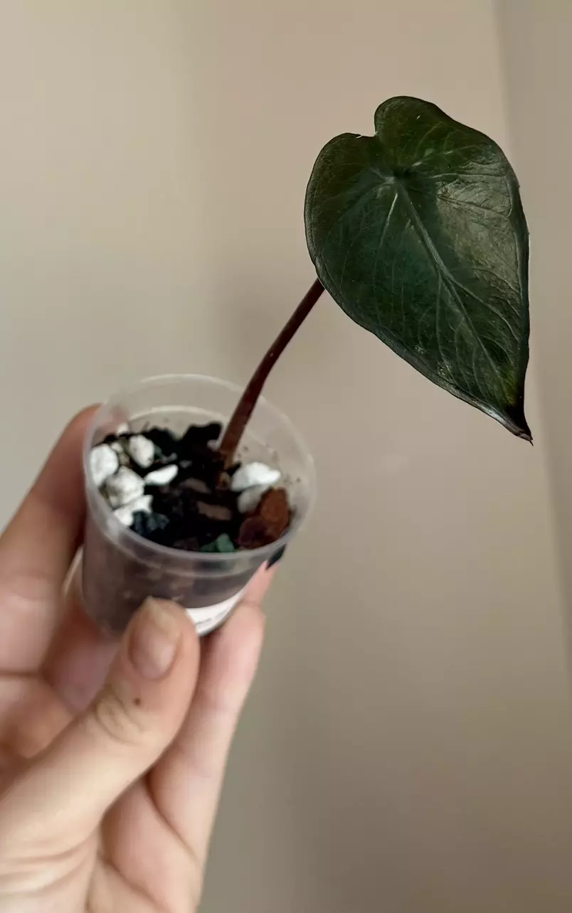 Rare Alocasia Yucatán pink Black Stem thumbnail