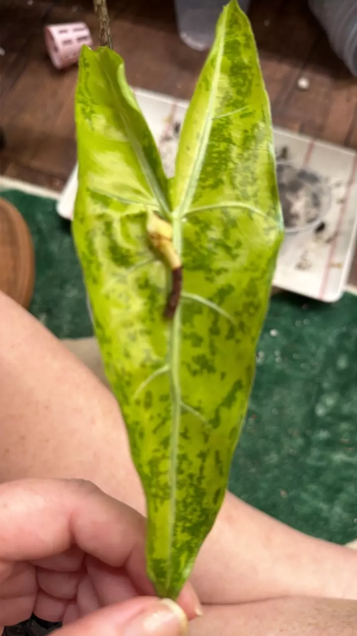Longi forest corm thumbnail