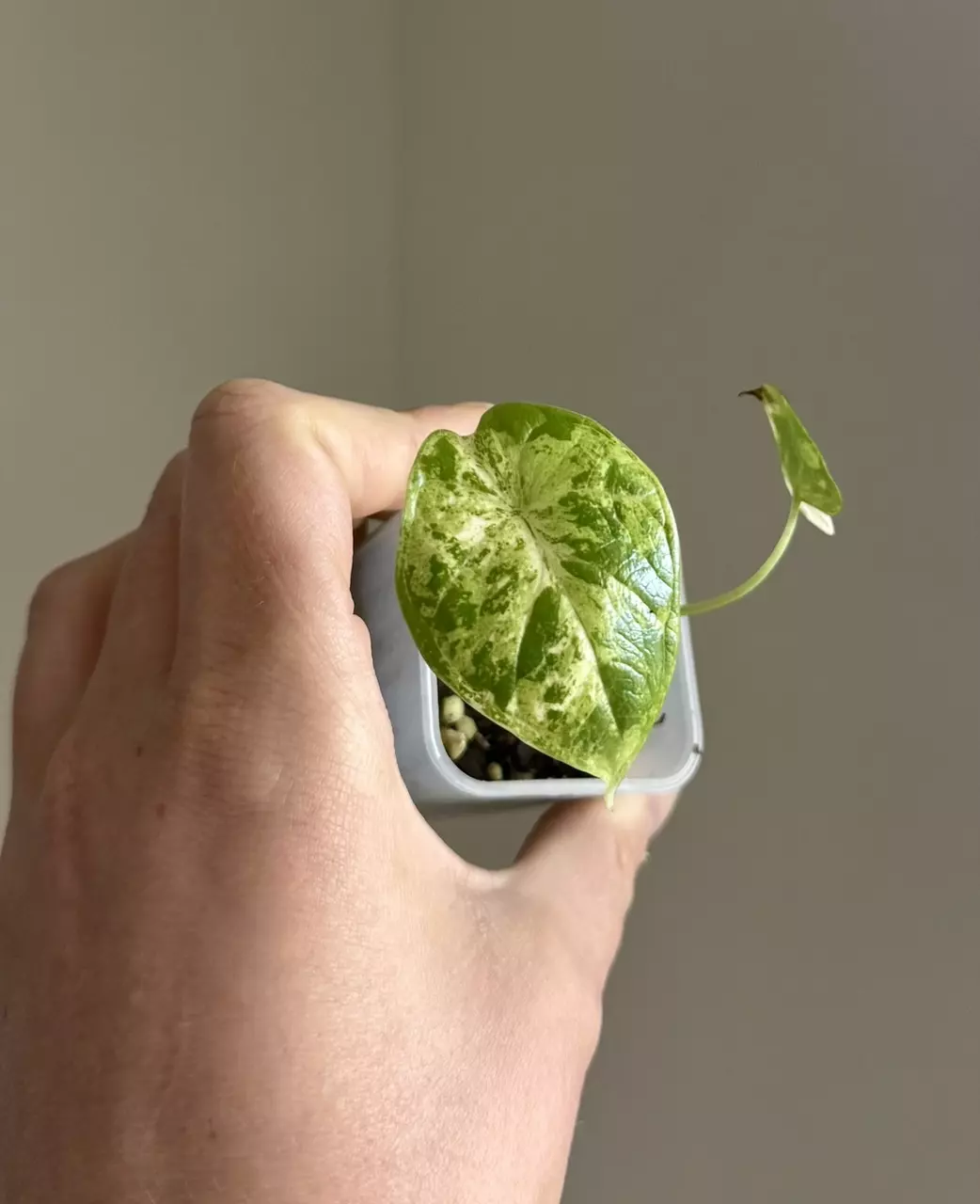 Alocasia Dragon Scale Marble thumbnail