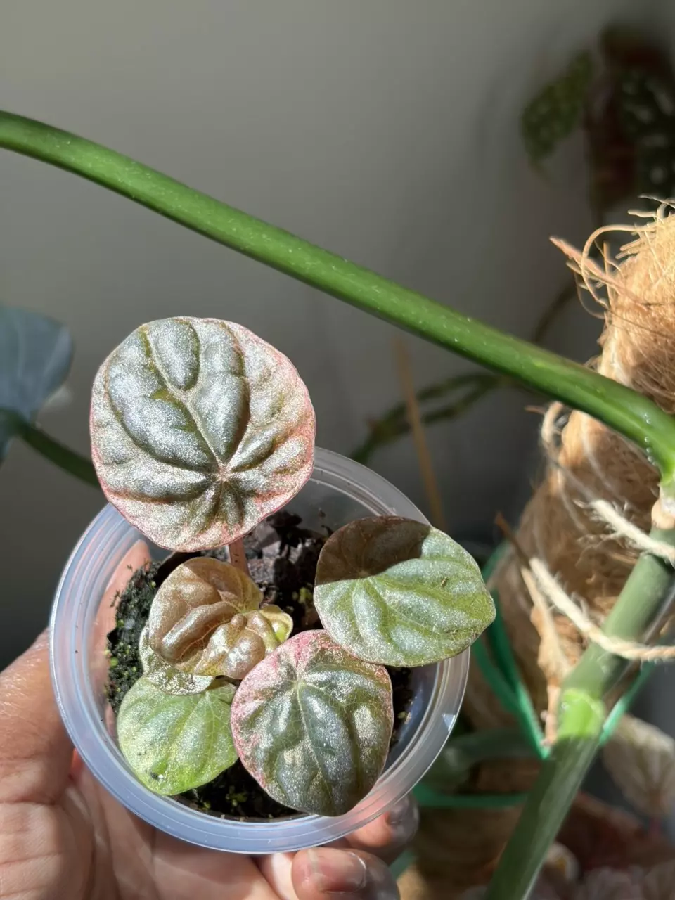 Peperomia Abricos thumbnail