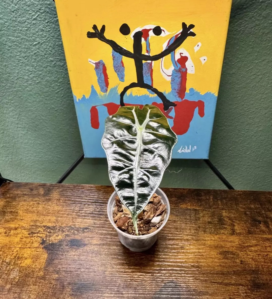 Alocasia Amazonica Purpley - 7 thumbnail