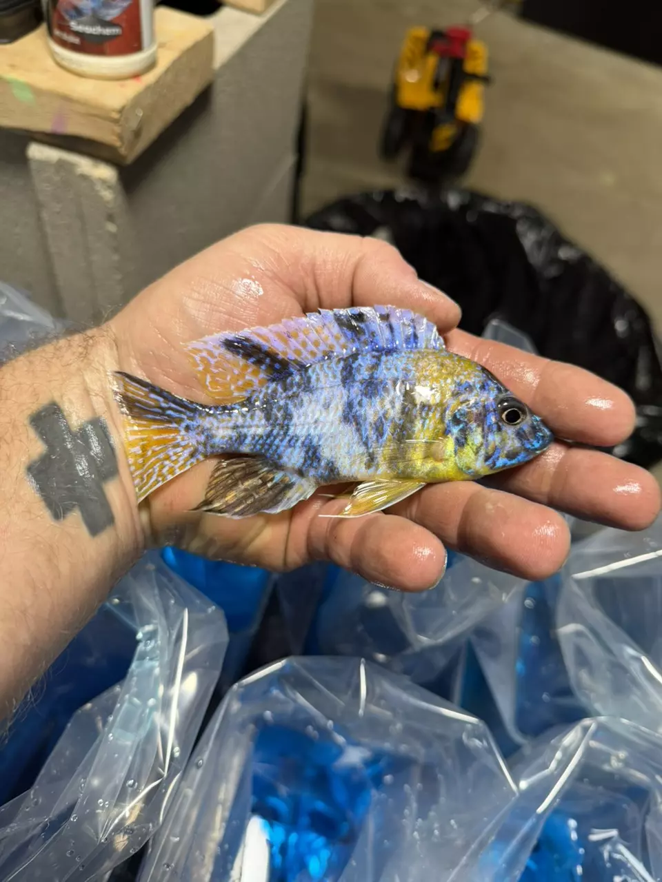 5” Ob bi color 500 (Same quality not exact fish) thumbnail