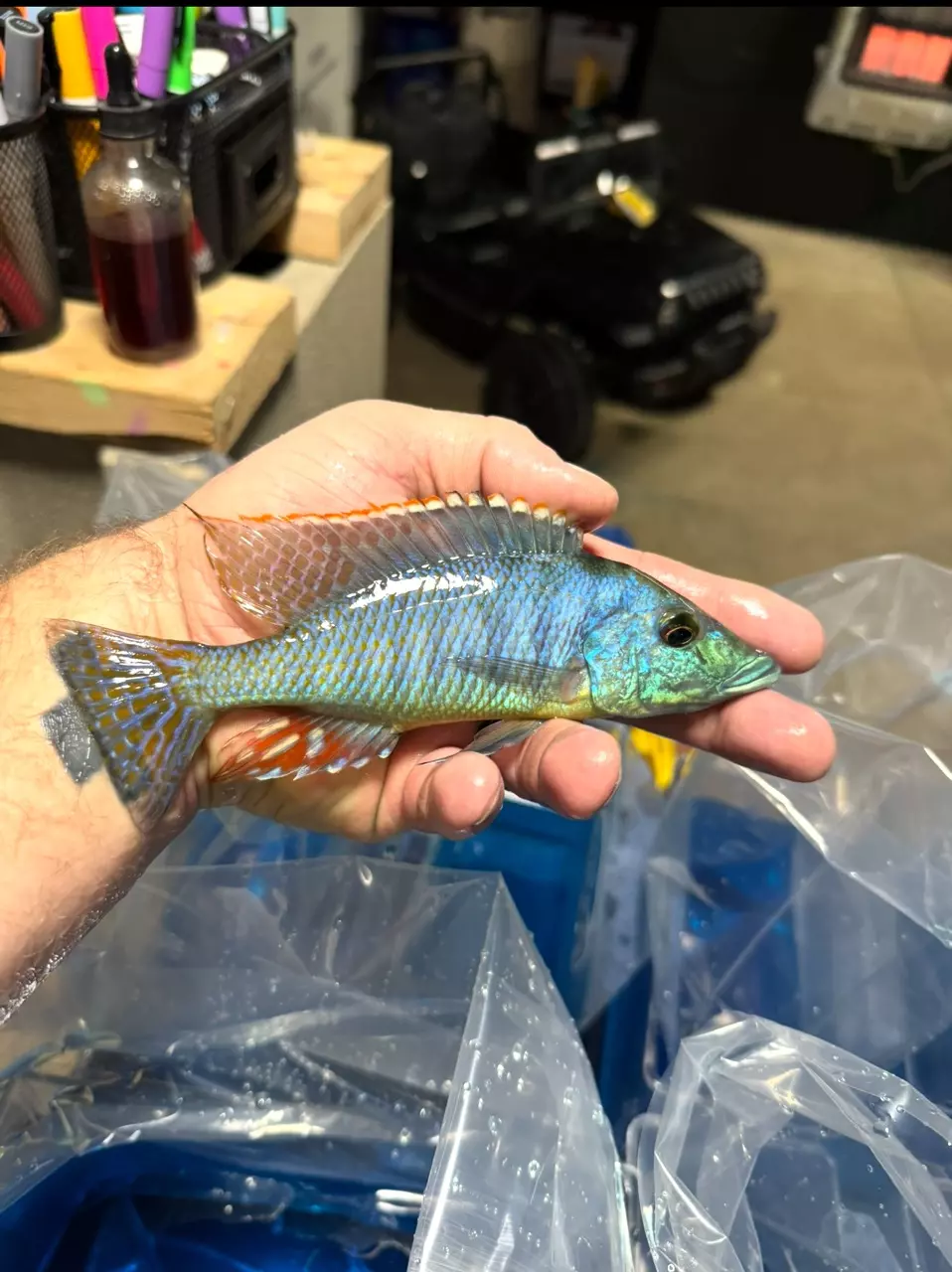 6-7” Gars (Same quality not exact fish) SHOWING COLOR thumbnail