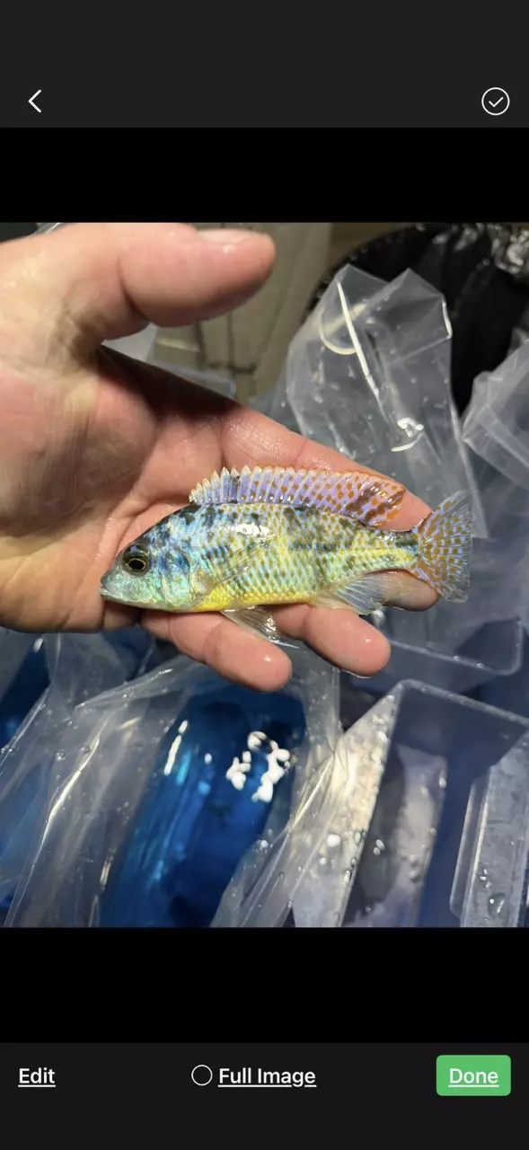 5” Ob turquoise Hap (Same quality not exact fish) thumbnail