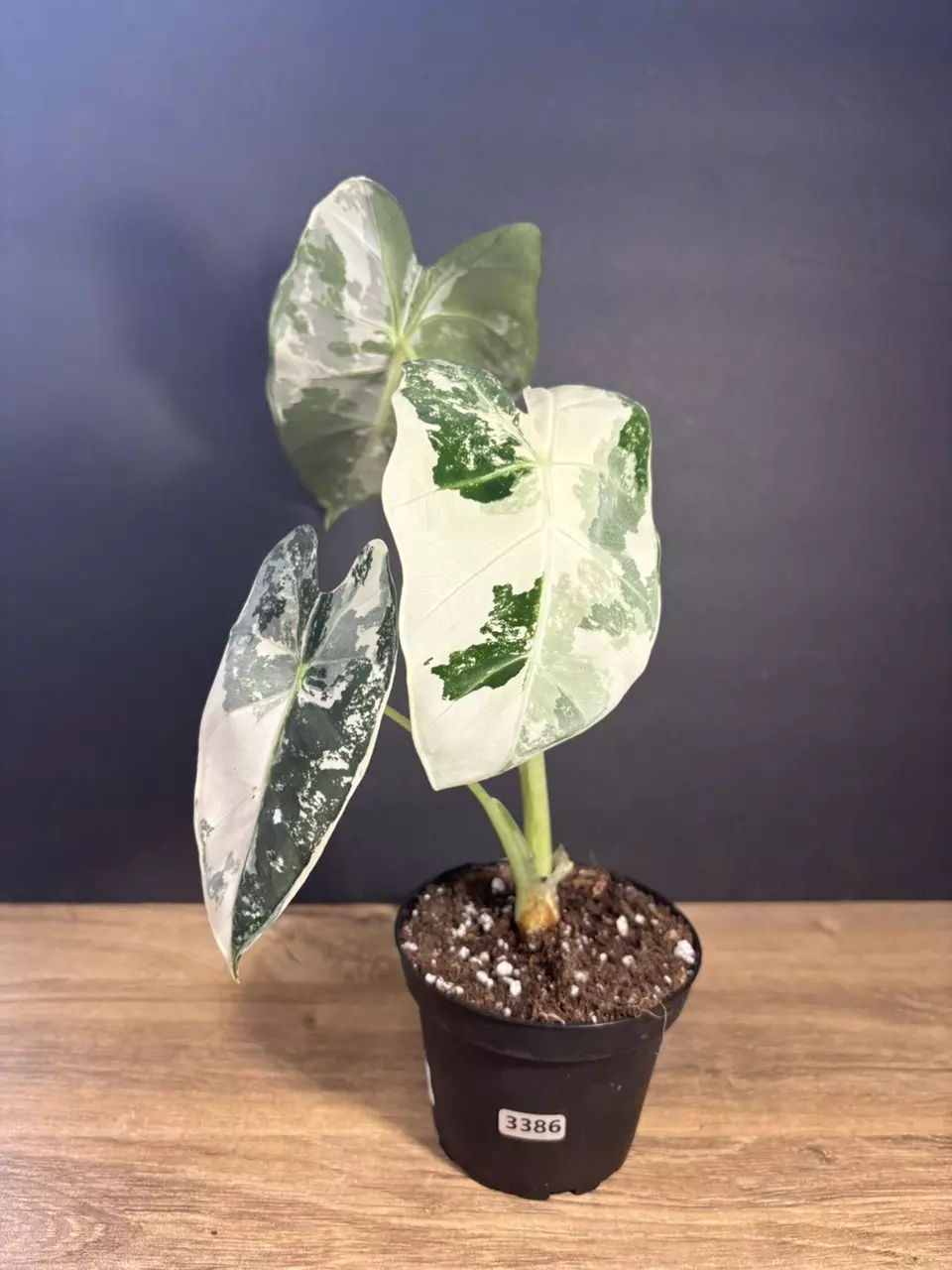 Alocasia Frydek Variegated 4”  3386 thumbnail