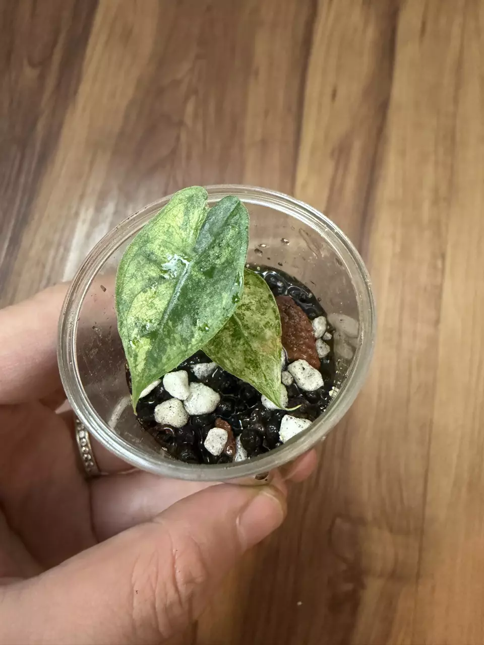 Alocasia Nairobi Nights Variegated thumbnail