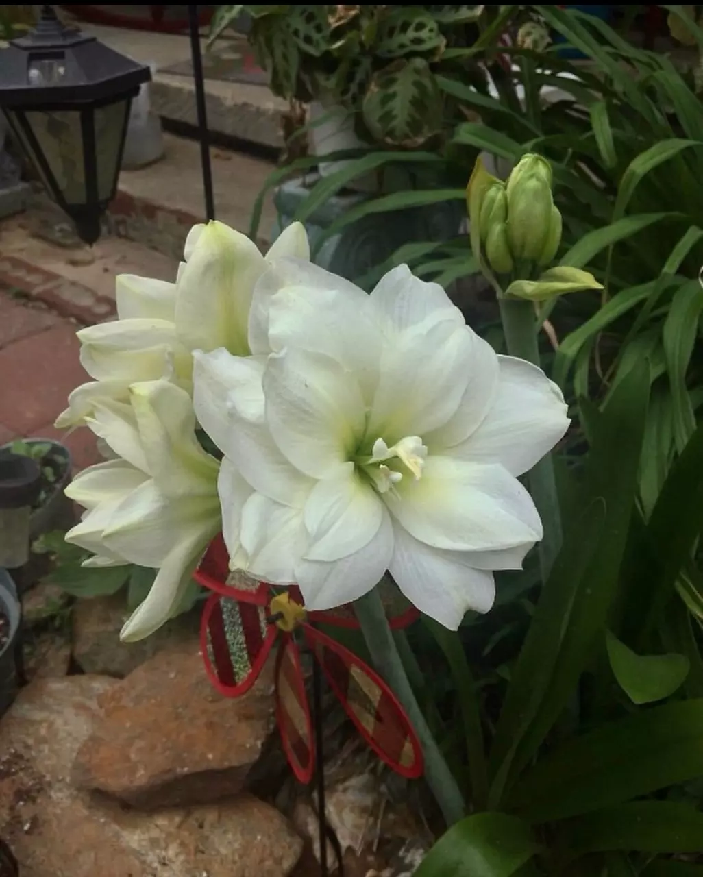 Amaryllis (mystery) it’s either double flower white or red or mix. thumbnail