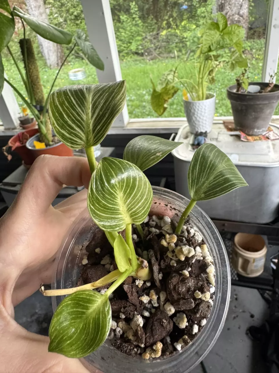 Philodendron birkin growers choice thumbnail