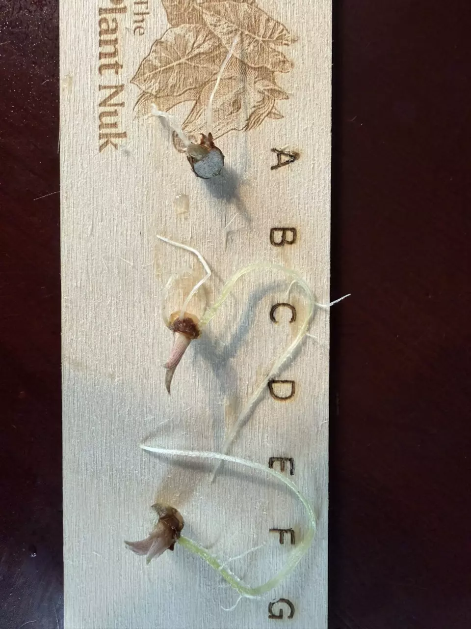 Alocasia Regal Shield Albo CORM A! Rooting and Sprouting!  thumbnail