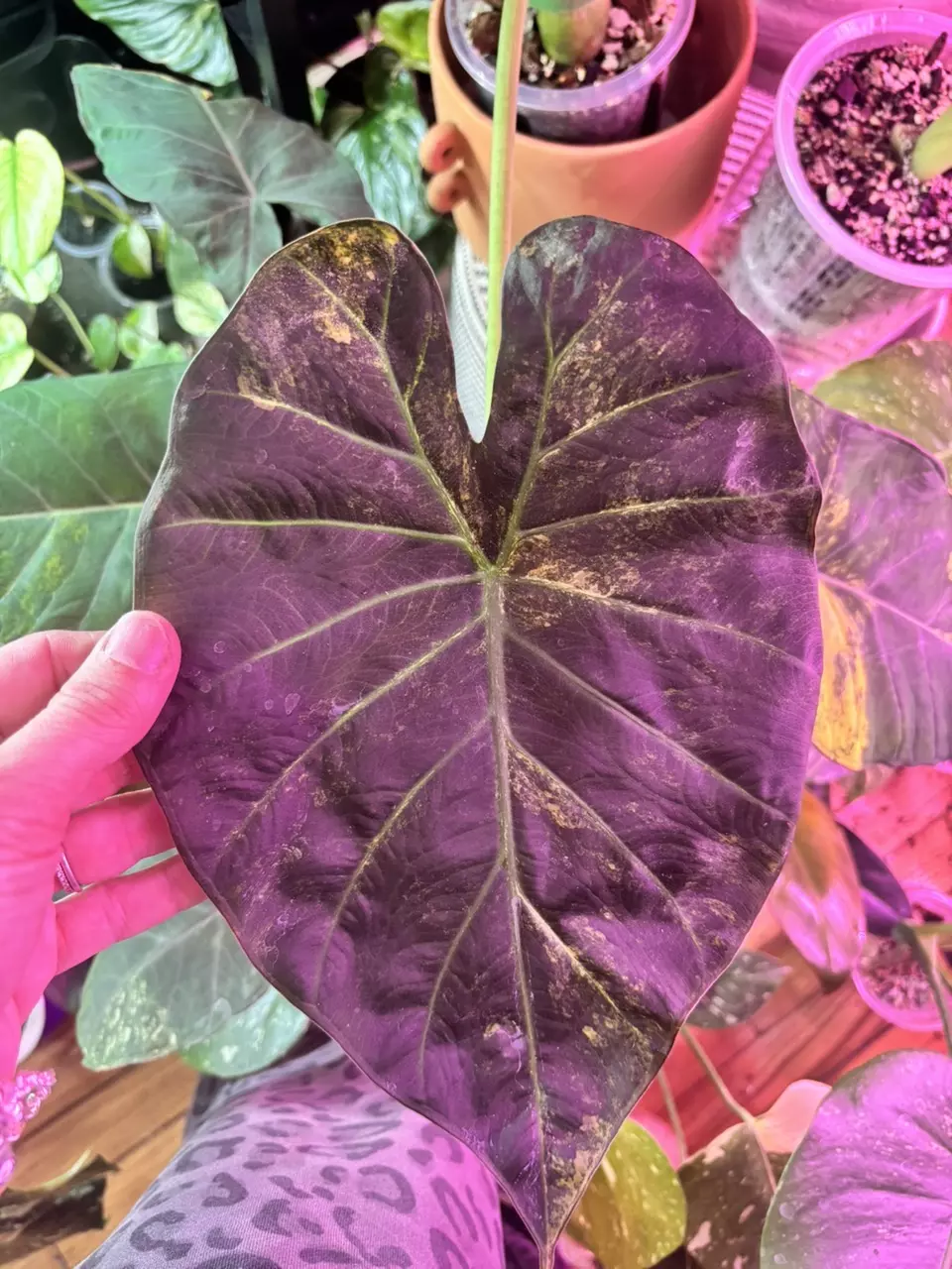HUGE Mature Regal Shield variegated 🤩 thumbnail