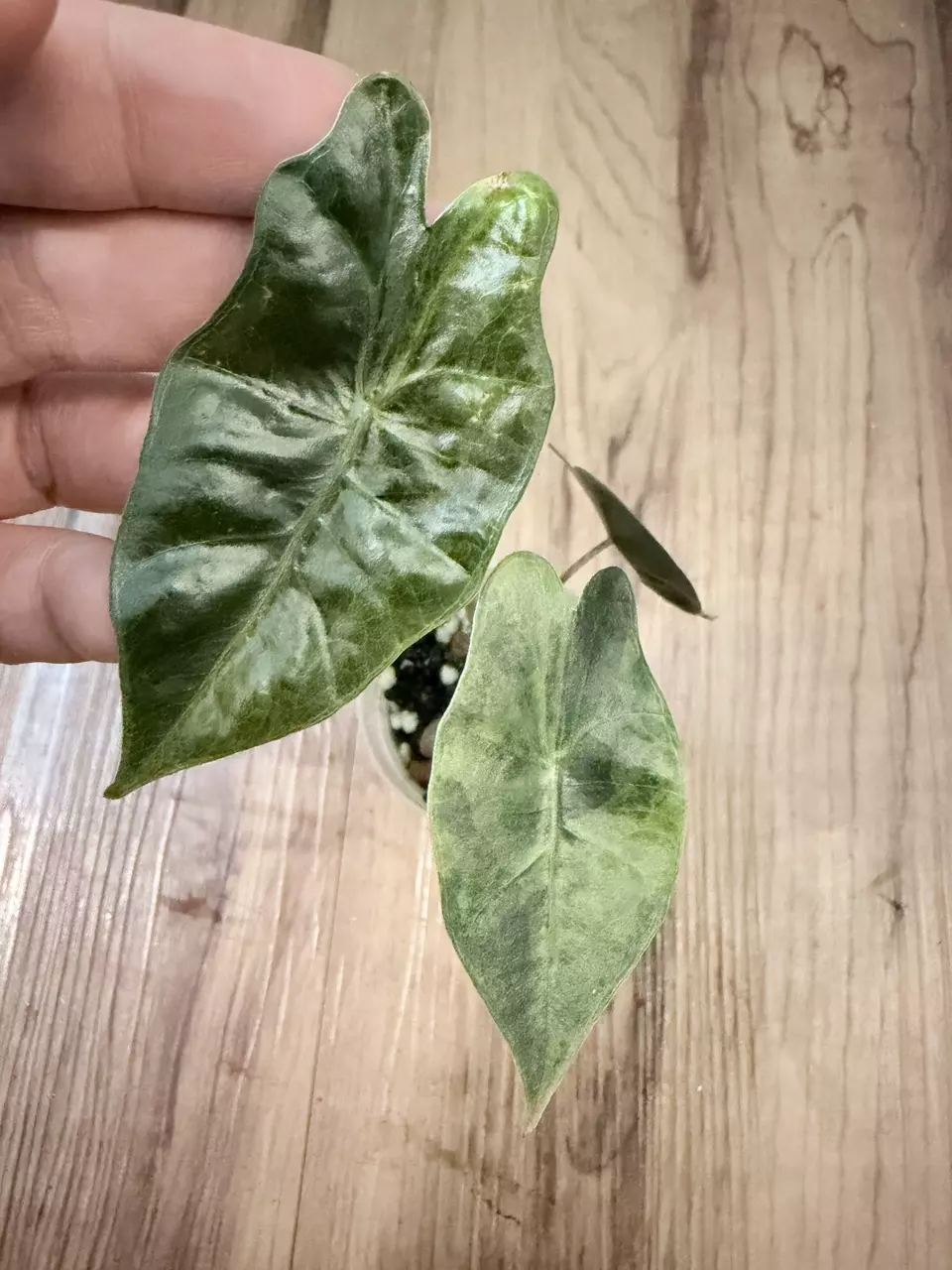 Alocasia Pseudo Aurea thumbnail