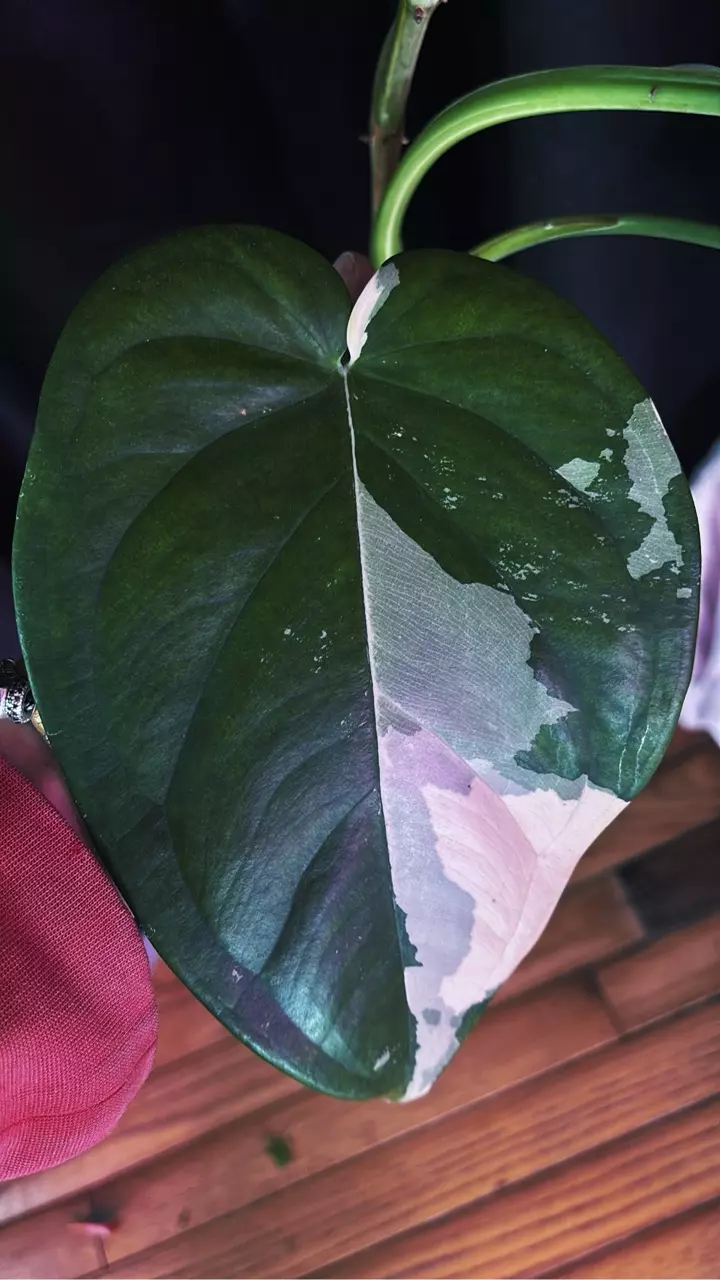HUGE mature Syngonium Chiapense Albo thumbnail