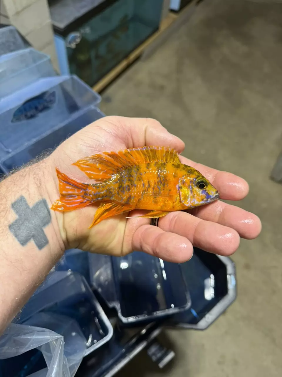 5” Ob orange (Same quality not exact fish) thumbnail