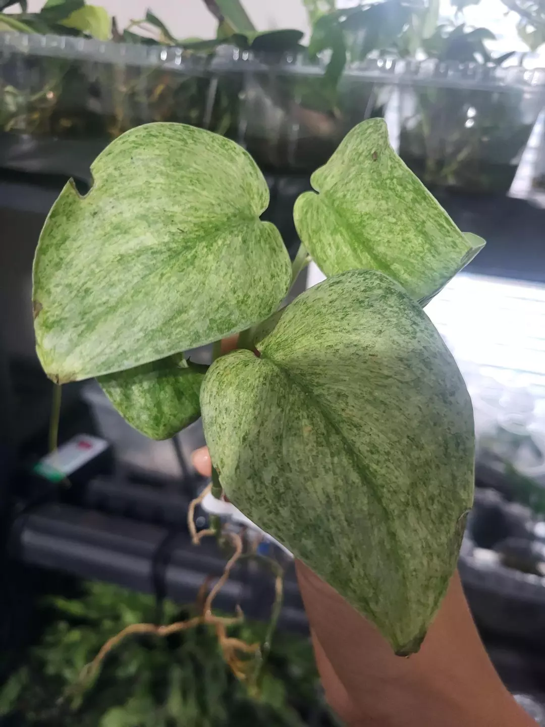 Scindapsus exotica marble thumbnail