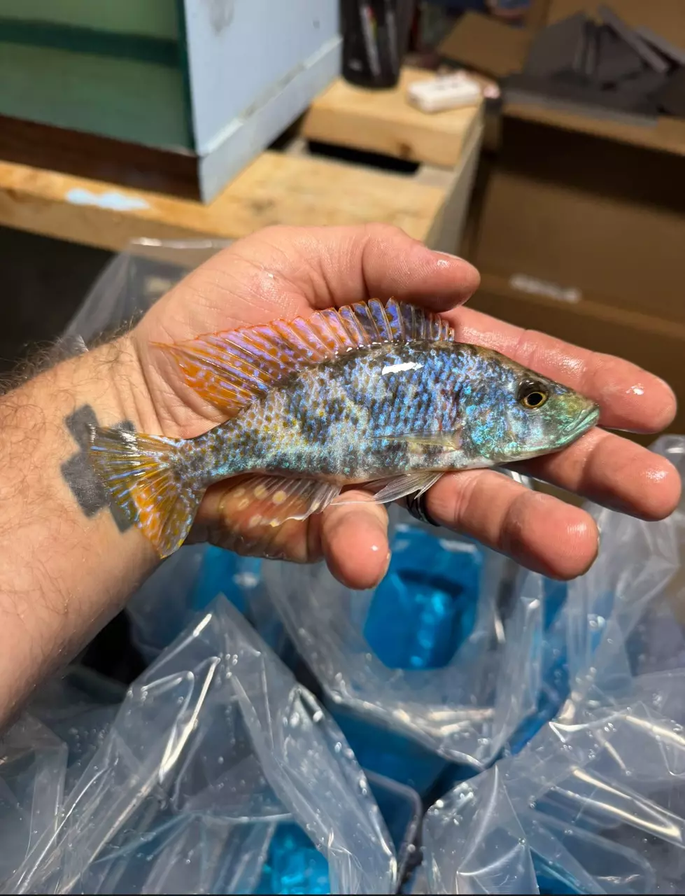 5-6” Ob Stragatus (Same quality not exact fish) thumbnail