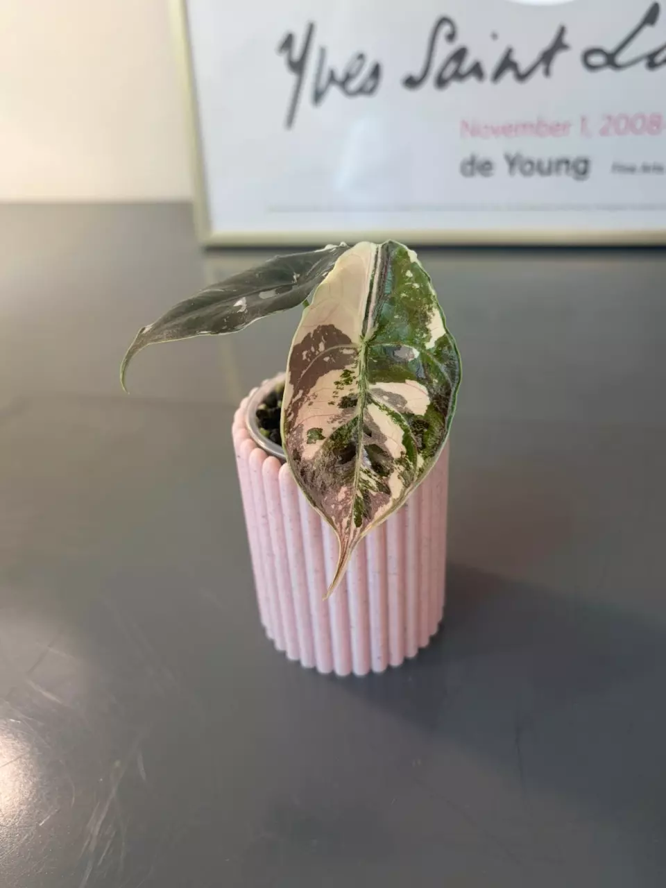 Alocasia Varigated Azlanii Pink thumbnail