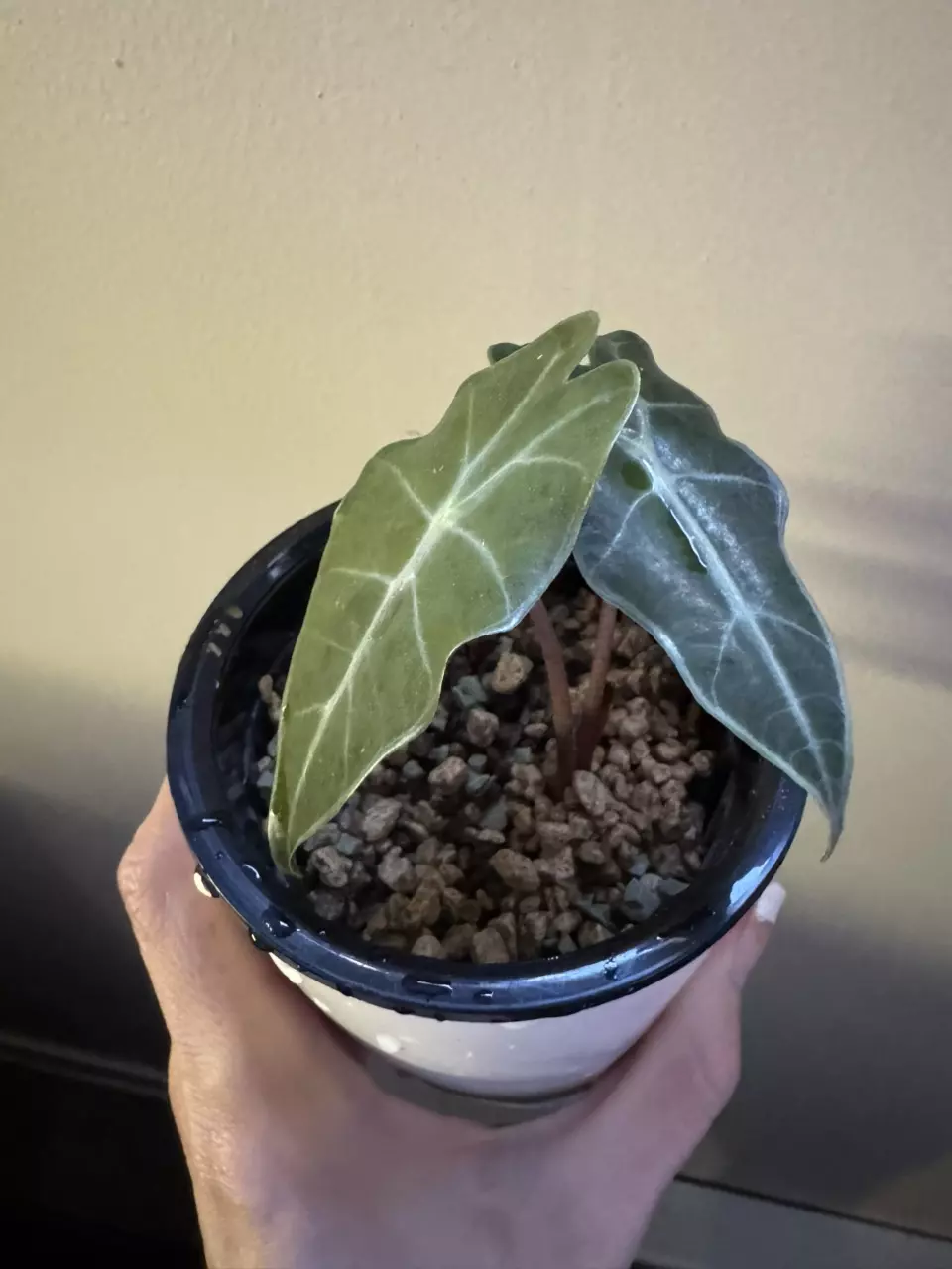Alocasia Polly thumbnail