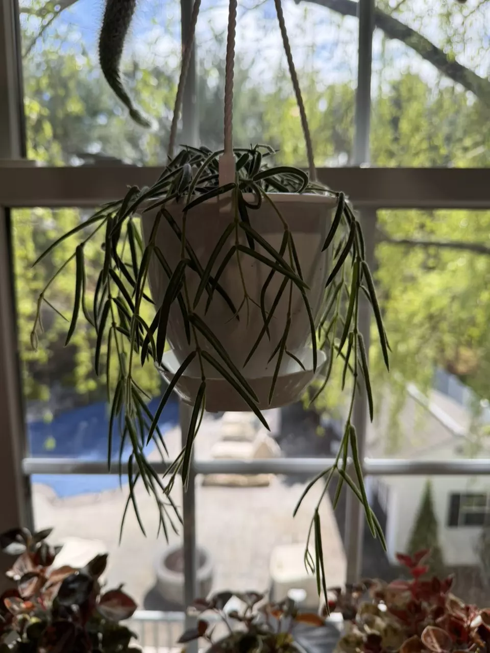 Full Linearis Hoya 145 thumbnail