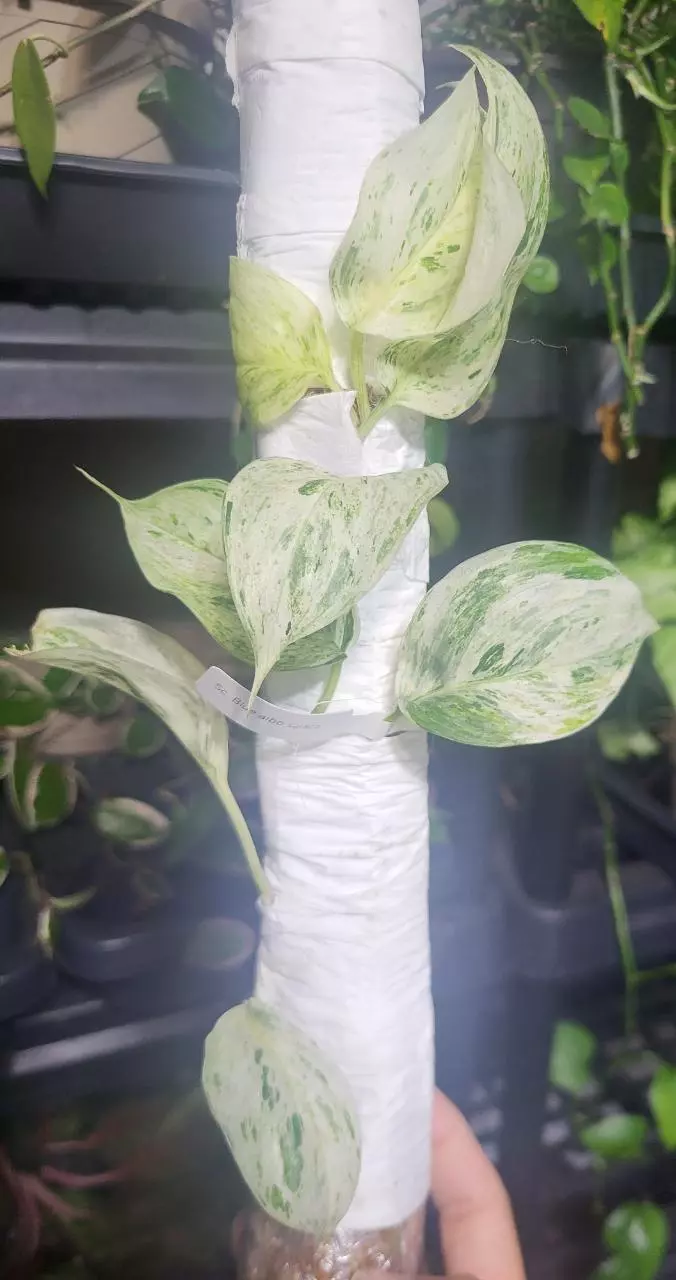 Scindapsus salaca albo cutting thumbnail
