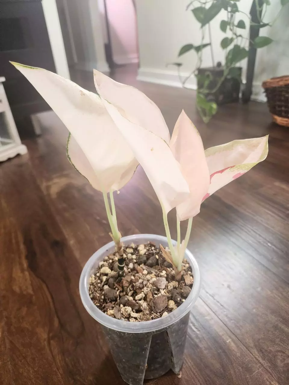 Rare peach Cochin Aglaonema- 2 plants! thumbnail