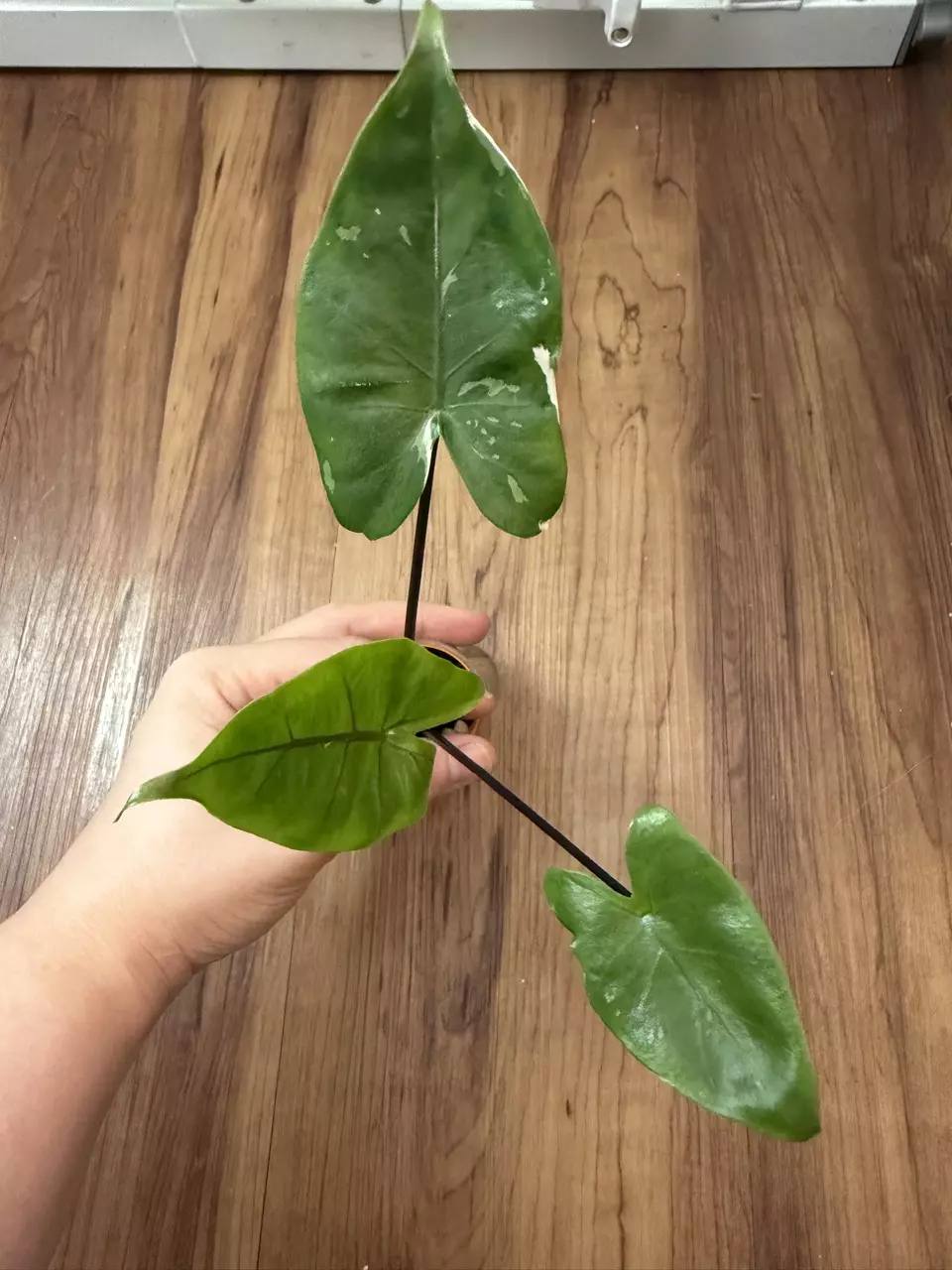 Alocasia Black Stem Albo thumbnail