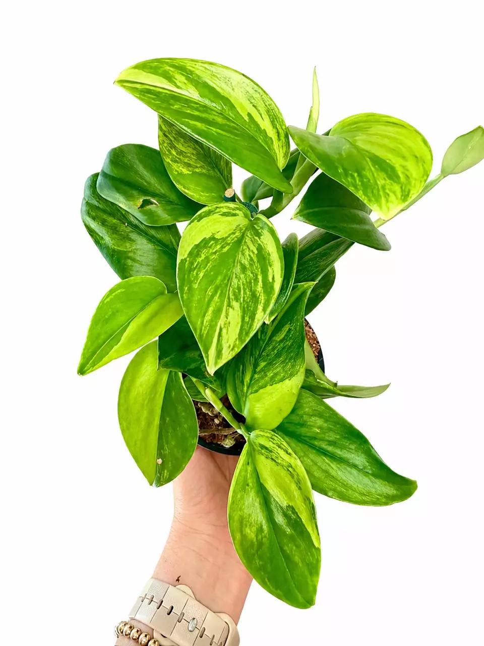 4" Scindapsus Treubii 'Moonlight' Green on Green thumbnail