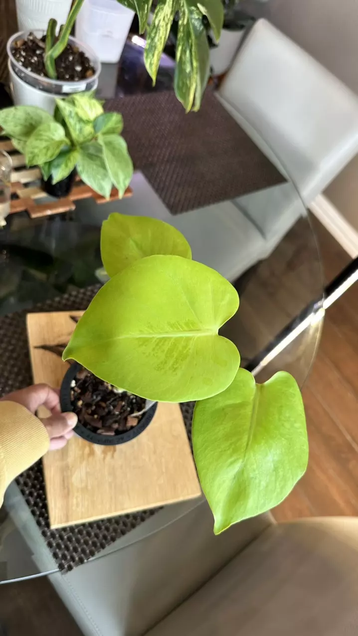 Monstera Lemon Lime thumbnail