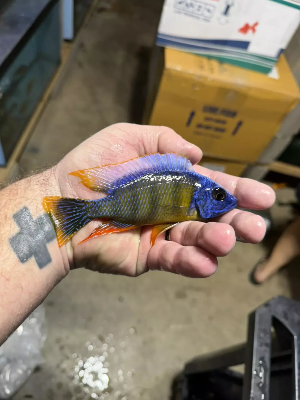 4-5” Taiwan Reef (Same quality not exact fish) thumbnail