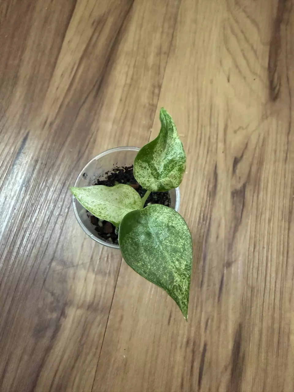 Alocasia Cuculata Mint Albo thumbnail