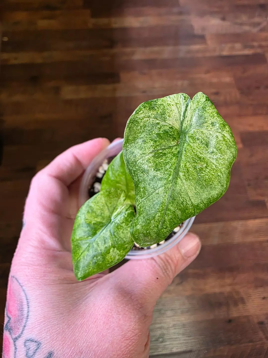 Hua Long Alocasia thumbnail