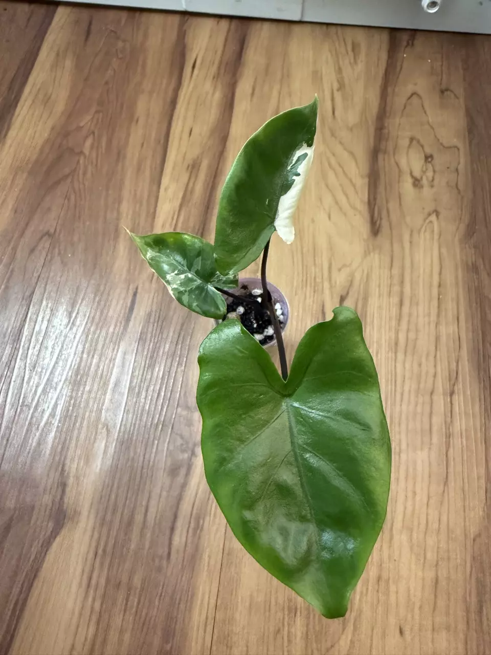 Alocasia Black Stem Albo thumbnail